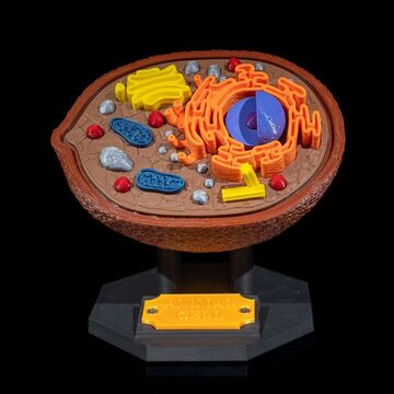 Maqueta de célula animal en 3D sobre soporte.