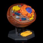 Modelo tridimensional de célula animal colorida