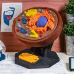 Modelo 3D de célula eucariota sobre mesa.