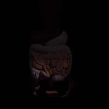Modelo 3D del sistema digestivo humano iluminado