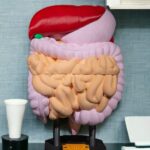 Modelo anatómico del sistema digestivo humano.