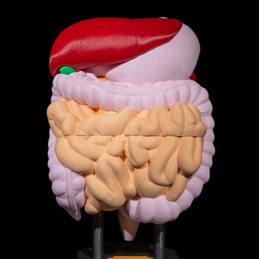 Modelo 3D colorido del sistema digestivo humano.