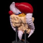 Modelado artístico de un sistema digestivo colorido