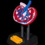 Modelo anatómico de un riñón humano en corte transversal.