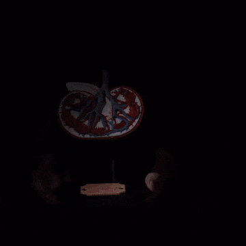 Modelo anatómico de riñón humano seccionado.