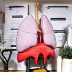 Modelo anatómico de pulmones y diafragma en aula.
