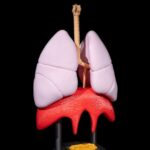 Modelo anatómico de pulmones y tráquea humana.