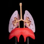Lung_Anatomical_Model_2_6e12e3a6bf-ezgif.com-crop