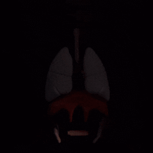 Lung_Anatomical_Model_f14131879f-ezgif.com-optimize