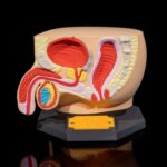 Male_Reproductive_System_1_ebbebcceb2-ezgif.com-resize