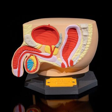 Sistema reproductor masculino