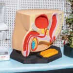 Male_Reproductive_System_2_Photoroom_1_dc5dabb6f8-ezgif.com-resize