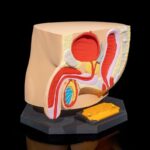 Male_Reproductive_System_2_f5f3faebe4-ezgif.com-resize