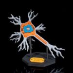 Modelo 3D de neurona en base negra.