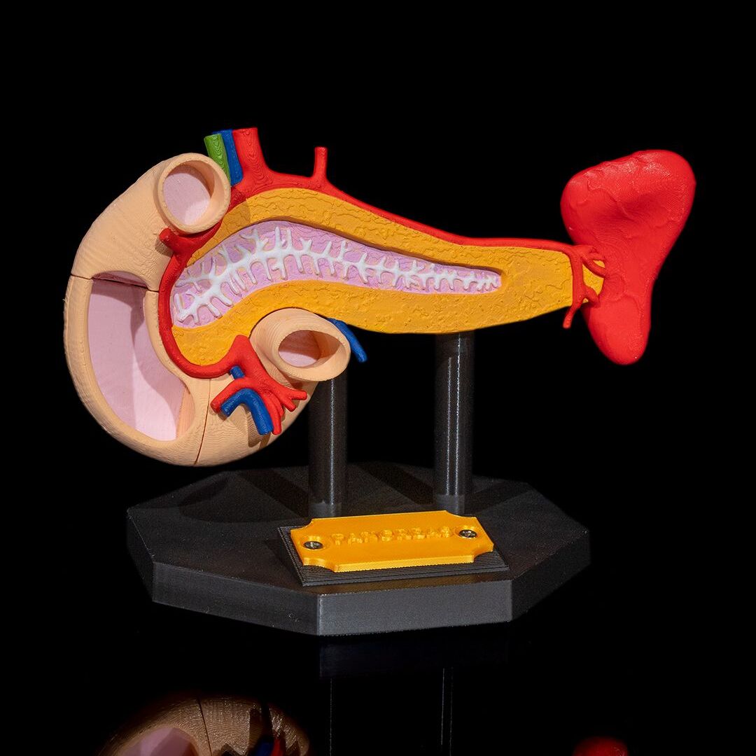 Modelo anatómico del páncreas en 3D.