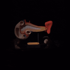 Pancreas_Anatomical_Model_7e0e383f3f-ezgif.com-optimize