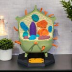 Plant_Cell_1_Photoroom_1_6354493571-ezgif.com-resize