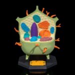 Plant_Cell_1_d766f70d89-ezgif.com-optijpeg