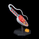 Modelo anatómico de un espermatozoide humano.