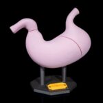 Modelo anatómico de un estómago humano en soporte