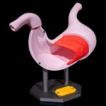 Modelo anatómico 3D de un estómago humano.