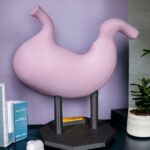 Modelo anatómico de estómago humano en exhibición.