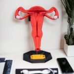 Modelo 3D del sistema reproductor femenino en rojo.