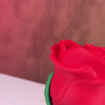 Mano abriendo rosa que revela un anillo